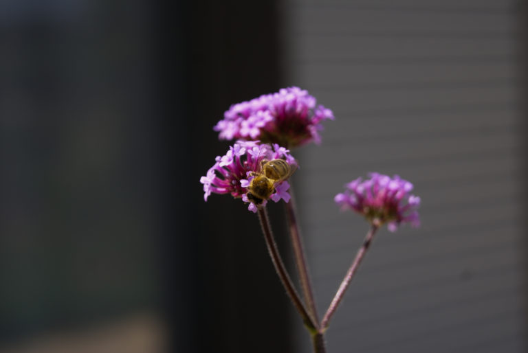 abeille dans jardin écologique par otium paysage