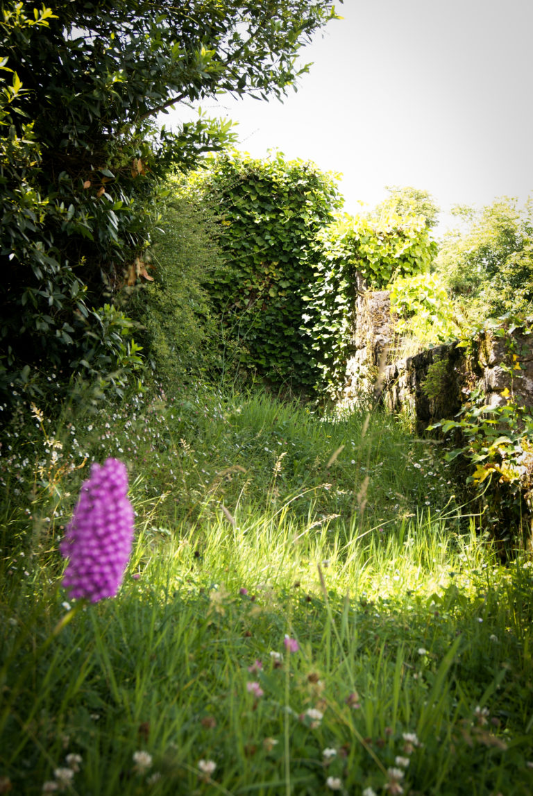 Orchidée sauvage dans un jardin à Sarlat