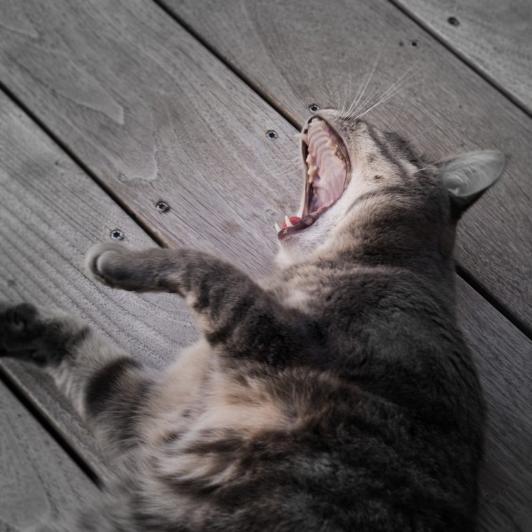 Un chat; une terrasse bois, un jardin à la Rochelle.