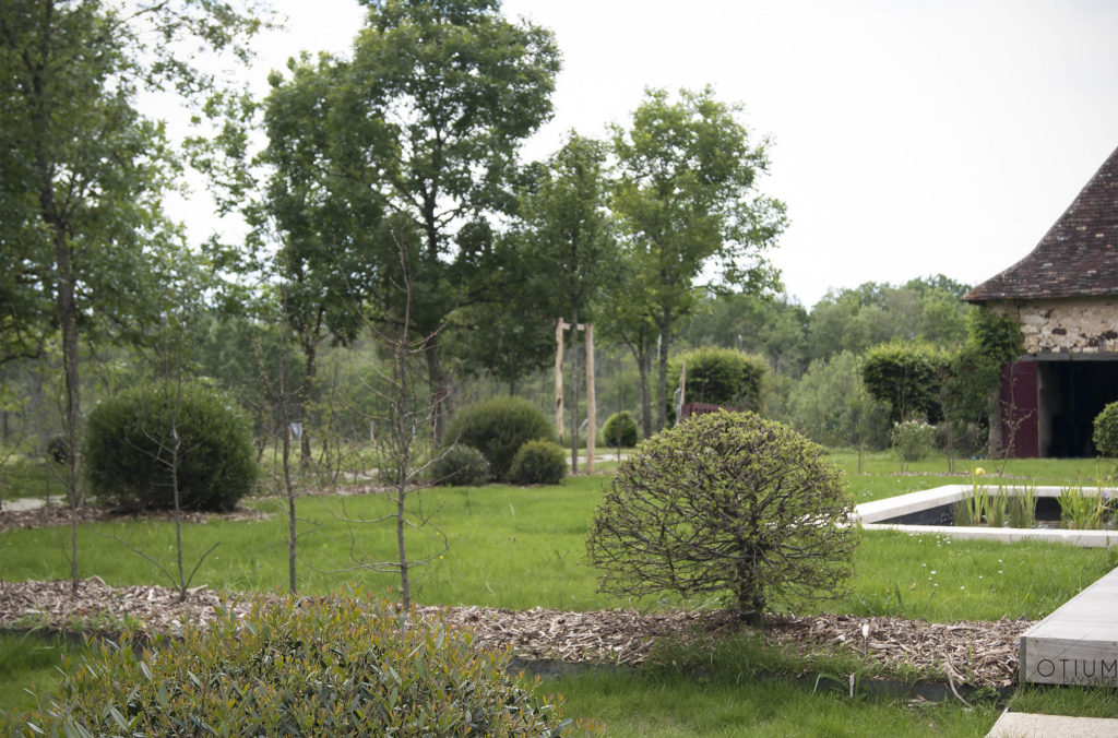 Arbustes taillés, jardin avec bassin et plantes aquatiques. Réalisation par Otium paysagiste de la Dordogne