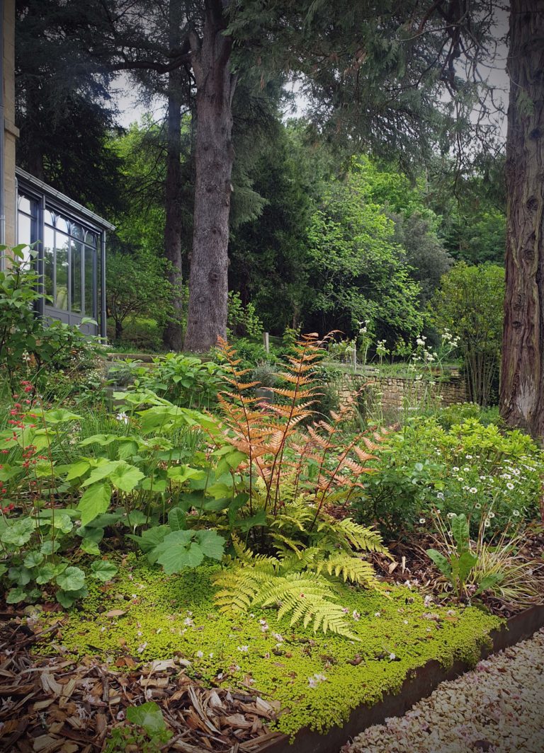 Fougères, plantation à Sarlat. Arbres centenaires et parcs. Jardin en Dordogne au cœur de Sarlat