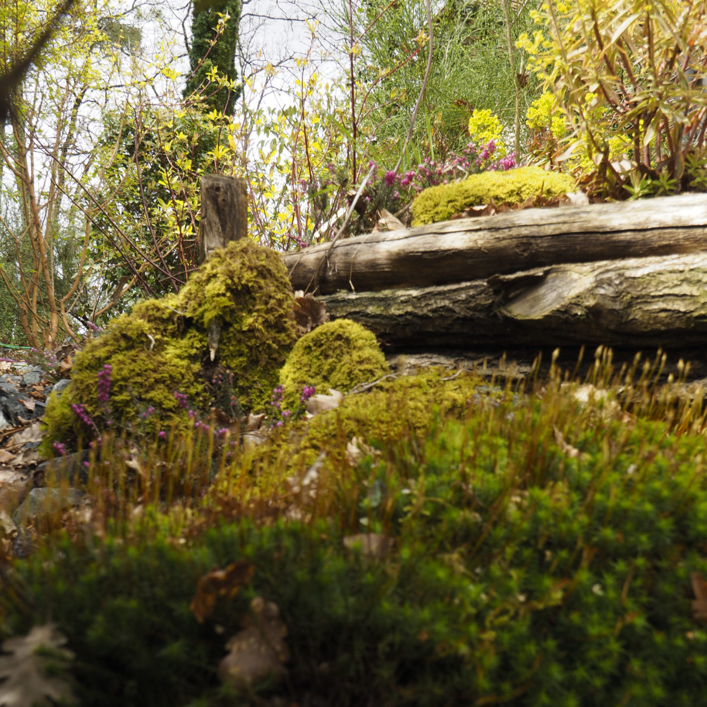 Un jardin sous les arbres